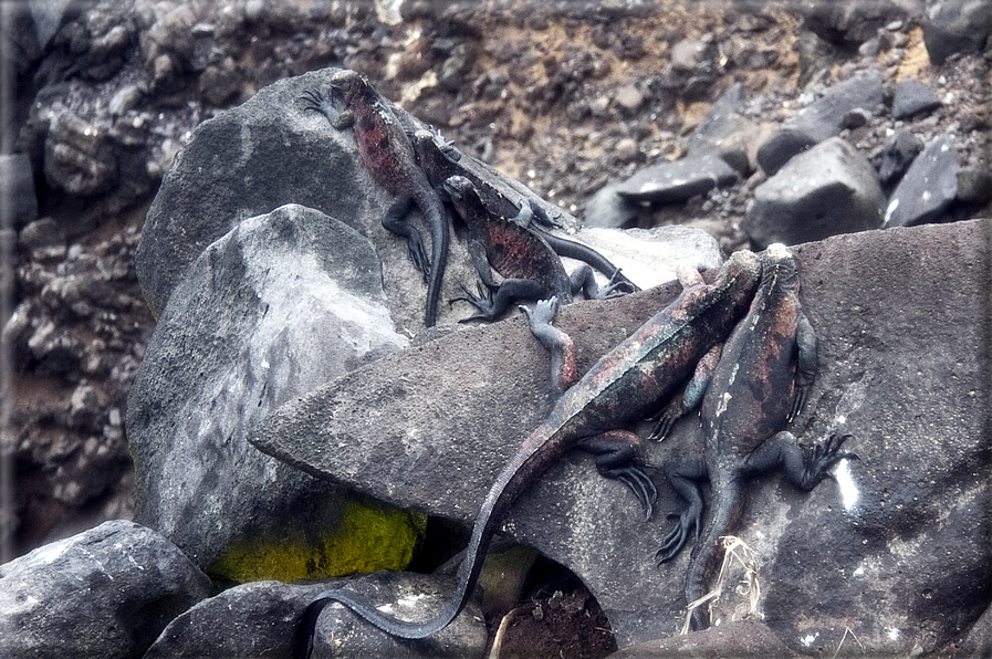 foto Flora e la fauna della Isole Galapagos